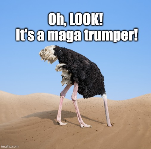 magas...Bury ur Head in the Sand! | Oh, LOOK!
 It's a maga trumper! | image tagged in ostrich,political,politics | made w/ Imgflip meme maker