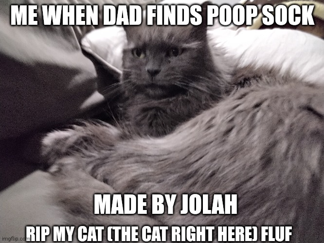 I will miss fluf | ME WHEN DAD FINDS POOP SOCK; MADE BY JOLAH; RIP MY CAT (THE CAT RIGHT HERE) FLUF | image tagged in memes | made w/ Imgflip meme maker