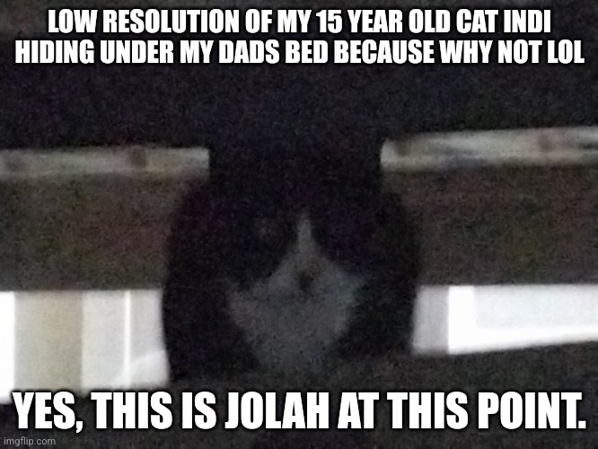 LOW RESOLUTION OF MY 15 YEAR OLD CAT INDI HIDING UNDER MY DADS BED BECAUSE WHY NOT LOL; YES, THIS IS JOLAH AT THIS POINT. | image tagged in memes | made w/ Imgflip meme maker
