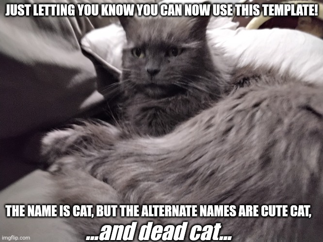 Cat | JUST LETTING YOU KNOW YOU CAN NOW USE THIS TEMPLATE! THE NAME IS CAT, BUT THE ALTERNATE NAMES ARE CUTE CAT, ...and dead cat... | image tagged in cat | made w/ Imgflip meme maker