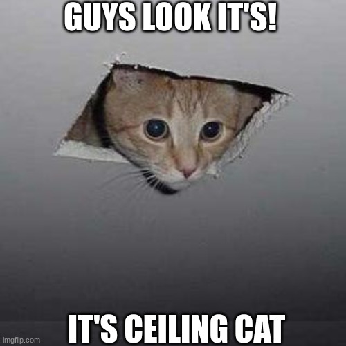 cat | GUYS LOOK IT'S! IT'S CEILING CAT | image tagged in memes,ceiling cat | made w/ Imgflip meme maker