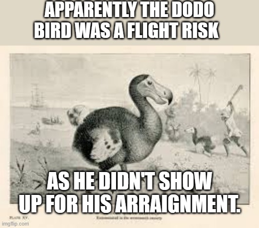 meme by brad dodo bird | APPARENTLY THE DODO BIRD WAS A FLIGHT RISK; AS HE DIDN'T SHOW UP FOR HIS ARRAIGNMENT. | image tagged in bird | made w/ Imgflip meme maker