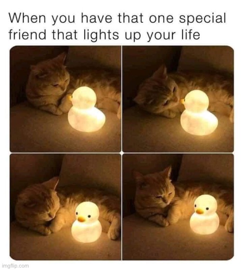image tagged in repost,cats,ducks,wholesome,memes,funny | made w/ Imgflip meme maker