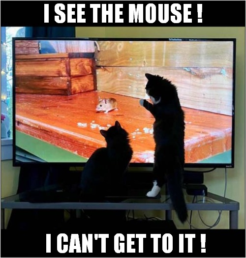 What Is This Sorcery ? | I SEE THE MOUSE ! I CAN'T GET TO IT ! | image tagged in cats,mouse,television | made w/ Imgflip meme maker