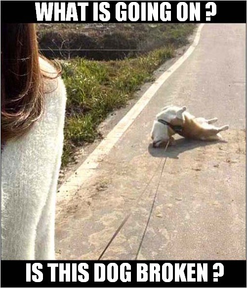 Strange Behaviour ! | WHAT IS GOING ON ? IS THIS DOG BROKEN ? | image tagged in dogs,behaviour,broken | made w/ Imgflip meme maker