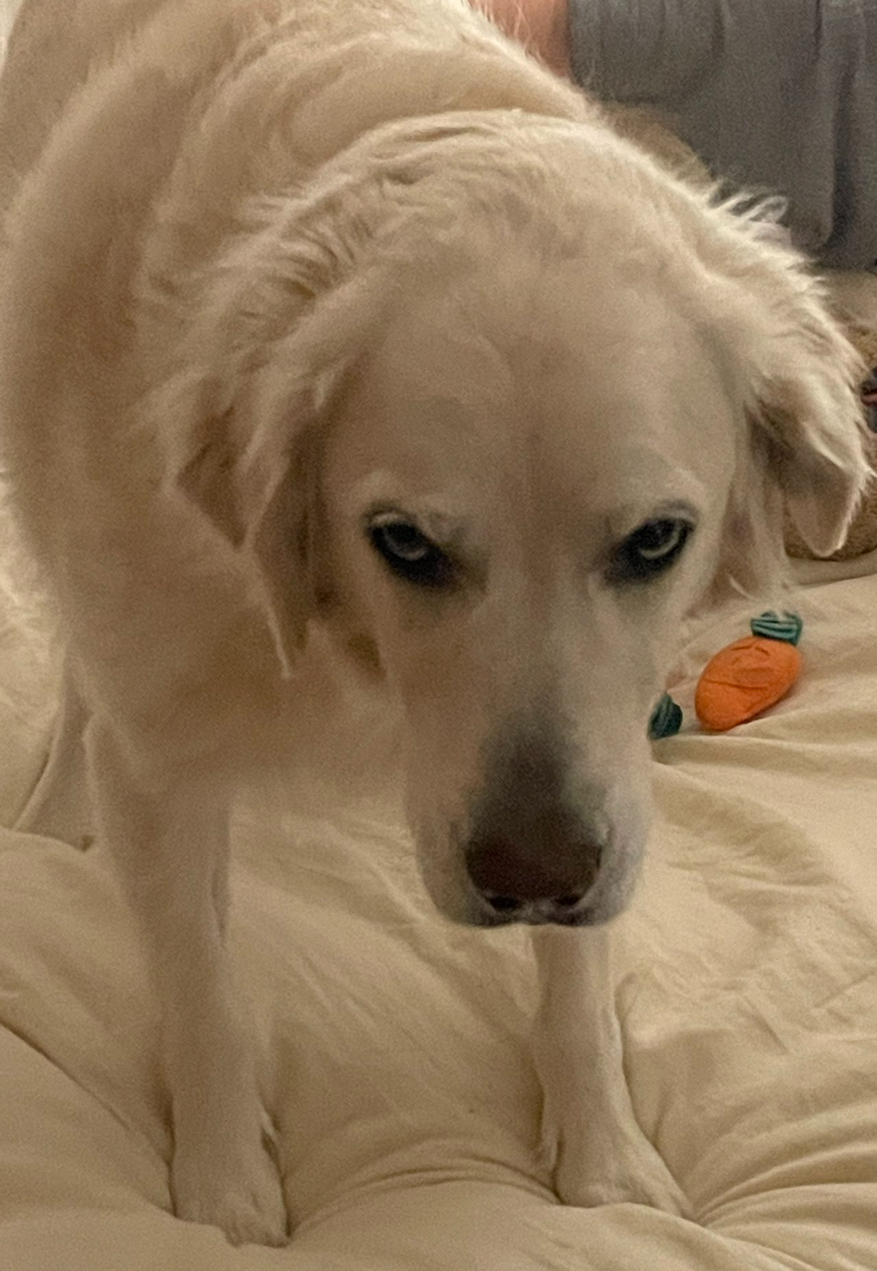 ThreatDog Blank Meme Template