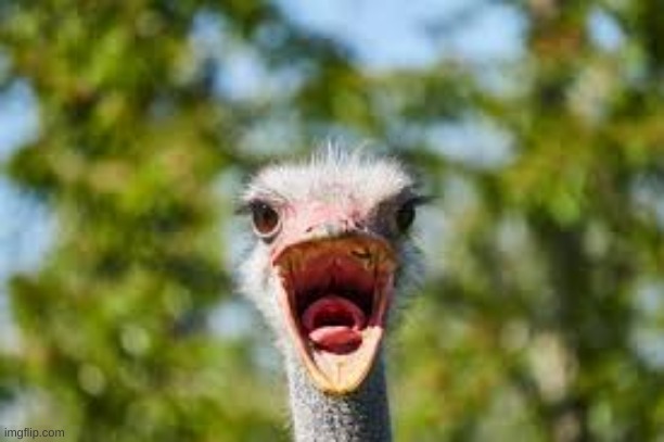 Yelling Ostrich | image tagged in yelling ostrich | made w/ Imgflip meme maker
