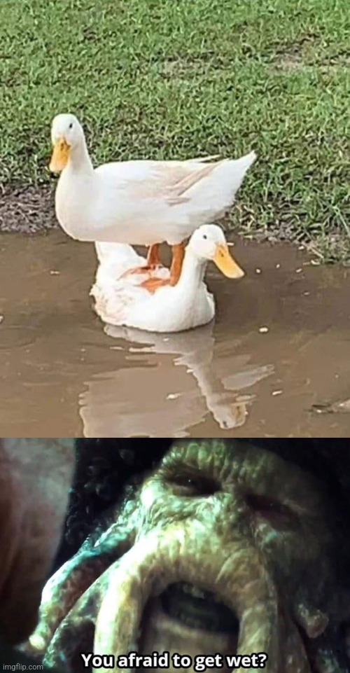 AFRAID TO WET | image tagged in afraid to get wet,ducks,duck,pirates of the caribbean | made w/ Imgflip meme maker