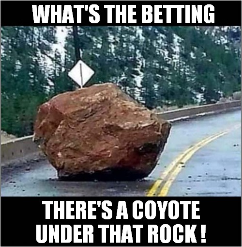 Wile E Coyote Fail ! | WHAT'S THE BETTING; THERE'S A COYOTE UNDER THAT ROCK ! | image tagged in fun,wile e coyote,rock | made w/ Imgflip meme maker