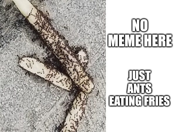 NO MEME HERE; JUST ANTS EATING FRIES | image tagged in ants,french fries | made w/ Imgflip meme maker