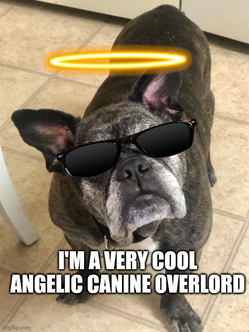Cool Canine Angel Overlord | I'M A VERY COOL ANGELIC CANINE OVERLORD | image tagged in bad pun dog | made w/ Imgflip meme maker