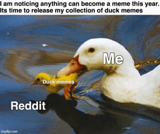 image tagged in repost,reddit,ducks,memes,funny,quack | made w/ Imgflip meme maker