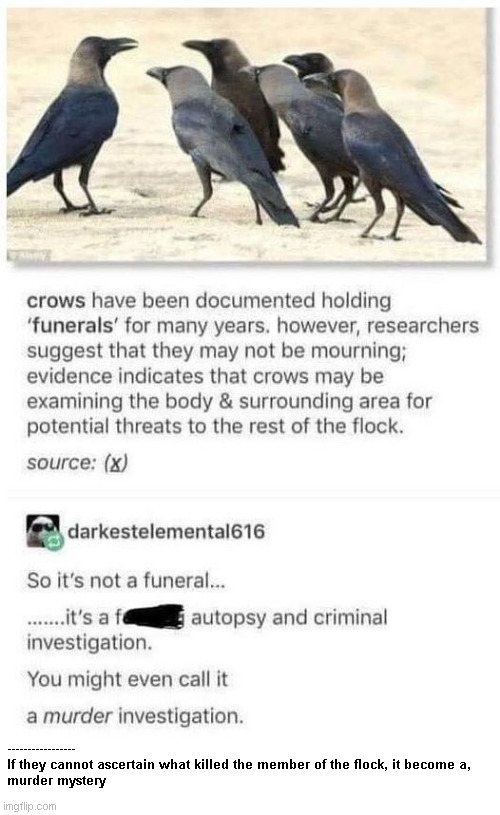 Crows | -----------------
If they cannot ascertain what killed the member of the flock, it become a,

murder mystery | image tagged in crows,murder mystery | made w/ Imgflip meme maker