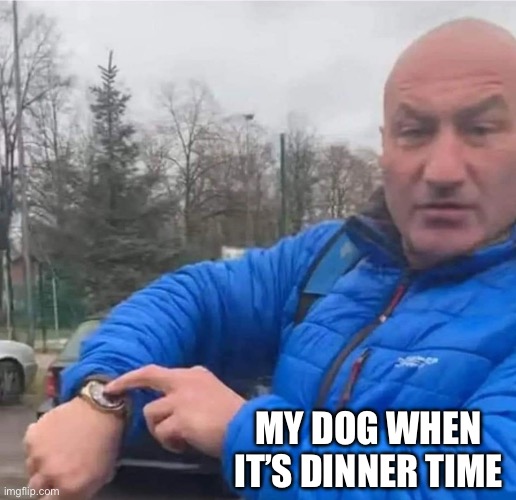 My Dog When It’s Dinner Time | MY DOG WHEN IT’S DINNER TIME | image tagged in najman pointing at a watch,dog,time to eat,stare,always hungry | made w/ Imgflip meme maker