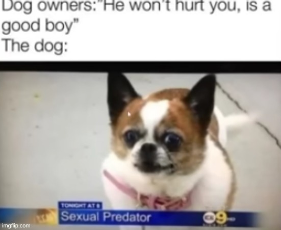 Dog | image tagged in memes,shitpost,dogs,msmg,oh wow are you actually reading these tags | made w/ Imgflip meme maker