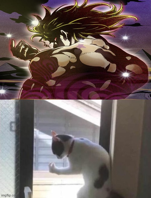 When your cat watches Jojo | image tagged in jojo's bizarre adventure,anime memes,cat | made w/ Imgflip meme maker