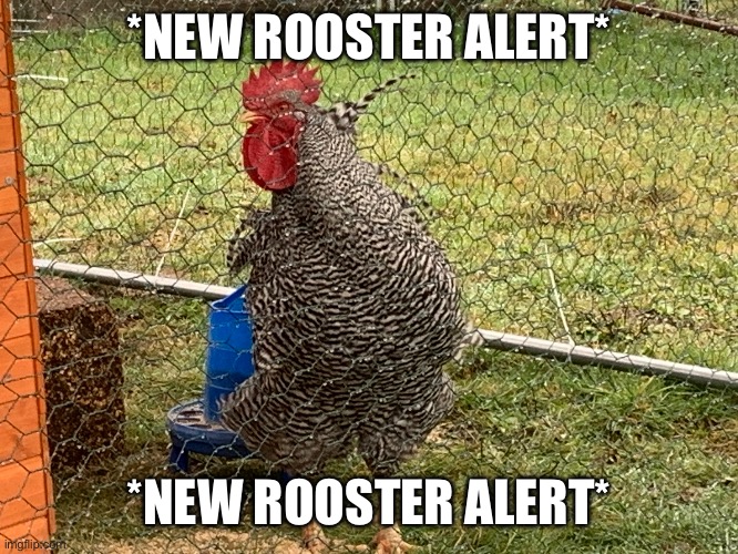 *NEW ROOSTER ALERT* his name is Oreo | *NEW ROOSTER ALERT*; *NEW ROOSTER ALERT* | made w/ Imgflip meme maker