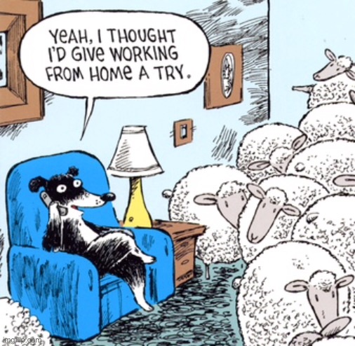 Sheepdog | image tagged in sheepdog,work from home,trial,sheep,border collie,comics | made w/ Imgflip meme maker