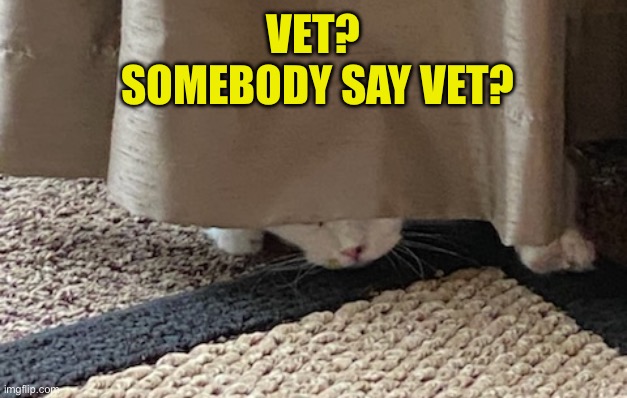 VET?
 SOMEBODY SAY VET? | made w/ Imgflip meme maker