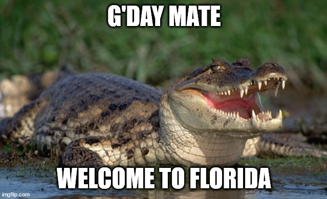 Alligator | G'DAY MATE; WELCOME TO FLORIDA | image tagged in alligator | made w/ Imgflip meme maker