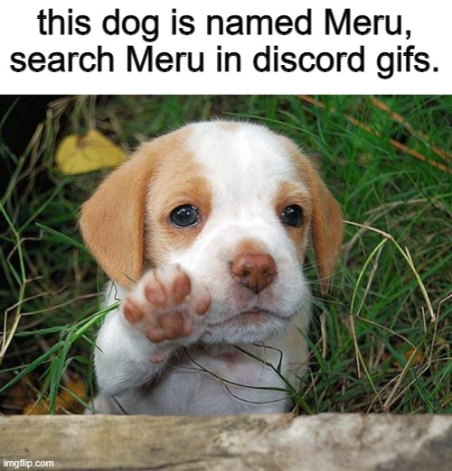when | this dog is named Meru, search Meru in discord gifs. | image tagged in dog puppy bye,meru,funny | made w/ Imgflip meme maker