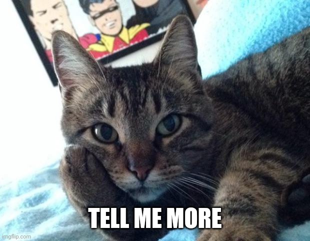 Tell me more cat | TELL ME MORE | image tagged in tell me more cat | made w/ Imgflip meme maker