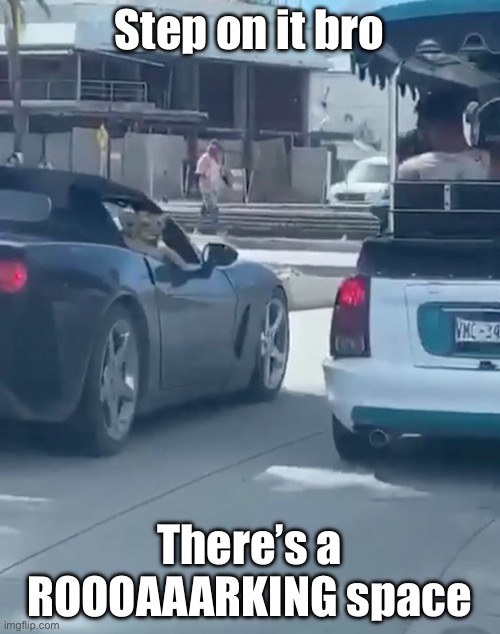 The King of the car park |  Step on it bro; There’s a ROOOAAARKING space | image tagged in king,lion king,parking,roar | made w/ Imgflip meme maker