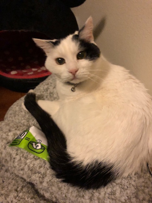 He’s so cute | image tagged in cute cats,cats | made w/ Imgflip meme maker