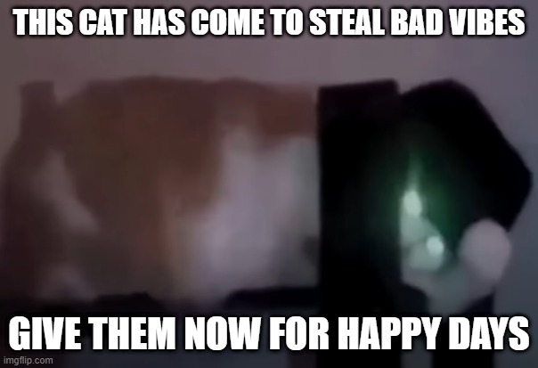 godd vibe cat | THIS CAT HAS COME TO STEAL BAD VIBES; GIVE THEM NOW FOR HAPPY DAYS | image tagged in cat,thief | made w/ Imgflip meme maker