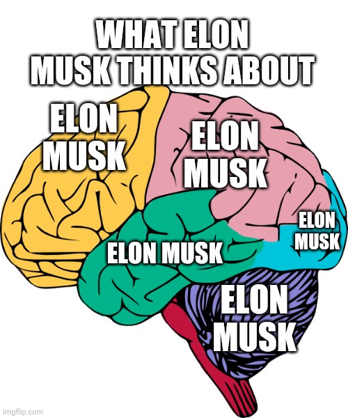 Brain Sections | WHAT ELON MUSK THINKS ABOUT; ELON MUSK; ELON MUSK; ELON MUSK; ELON MUSK; ELON MUSK | image tagged in brain sections | made w/ Imgflip meme maker