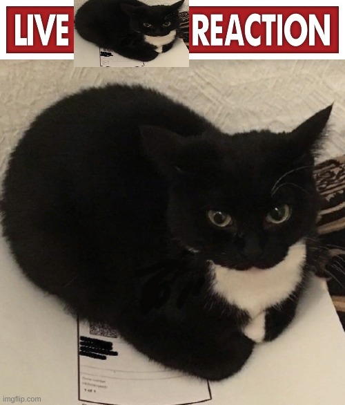 Live "maxwell" Reaction | image tagged in live x reaction | made w/ Imgflip meme maker