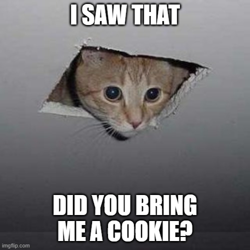 Your sibling when you think you got away with sneaking cookies. | I SAW THAT; DID YOU BRING ME A COOKIE? | image tagged in memes,ceiling cat,sneaking food,siblings,sibling rivalry | made w/ Imgflip meme maker