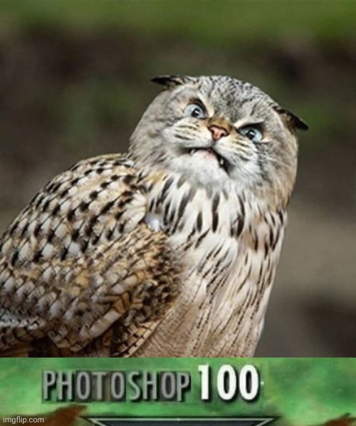 Cat bird photoshop | image tagged in photoshop 100,cats,cat,memes,bird,owl | made w/ Imgflip meme maker