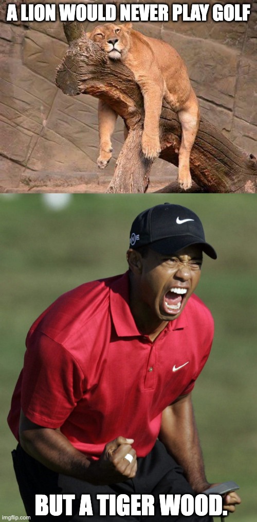 Golf | A LION WOULD NEVER PLAY GOLF; BUT A TIGER WOOD. | image tagged in sleeping lion,tiger woods | made w/ Imgflip meme maker