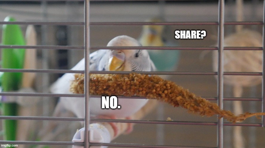 There's someone behind you... | SHARE? NO. | image tagged in stalker parrot | made w/ Imgflip meme maker