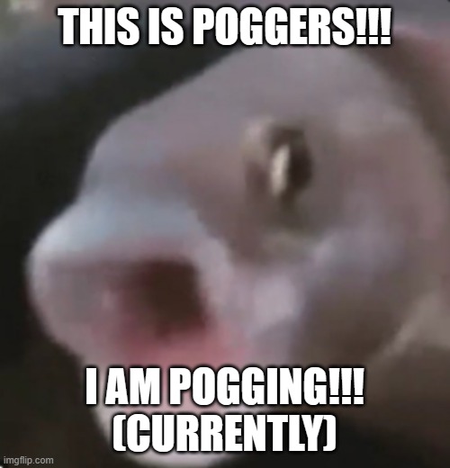 Poggers Fish | THIS IS POGGERS!!! I AM POGGING!!! (CURRENTLY) | image tagged in poggers fish | made w/ Imgflip meme maker