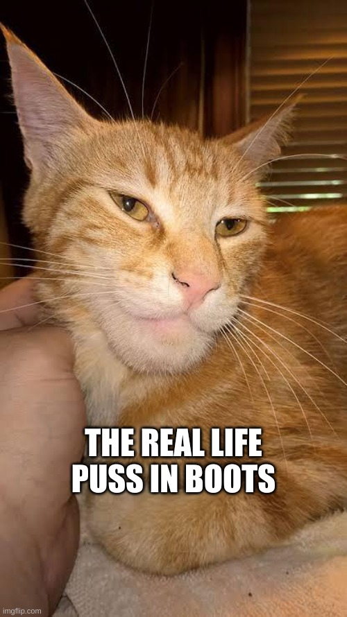 puss in boots | THE REAL LIFE PUSS IN BOOTS | image tagged in gigachad | made w/ Imgflip meme maker