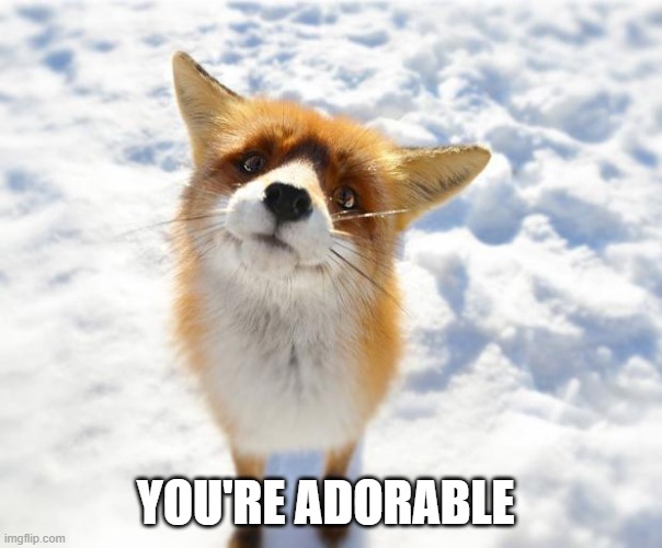 What Does The Fox Say? | YOU'RE ADORABLE | image tagged in what does the fox say | made w/ Imgflip meme maker