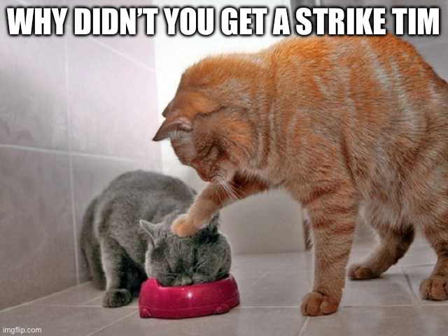 Cat shoving kitten into bowl | WHY DIDN’T YOU GET A STRIKE TIM | image tagged in cat shoving kitten into bowl | made w/ Imgflip meme maker