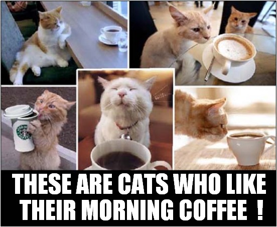 The Best Way To Start The Day ! | THESE ARE CATS WHO LIKE
 THEIR MORNING COFFEE  ! | image tagged in cats,mornings,coffee | made w/ Imgflip meme maker