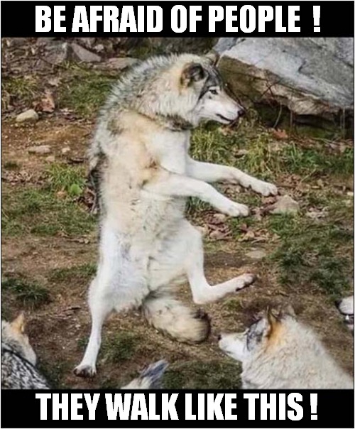 An Important Lesson ! | BE AFRAID OF PEOPLE  ! THEY WALK LIKE THIS ! | image tagged in dogs,wolves,people,impression | made w/ Imgflip meme maker