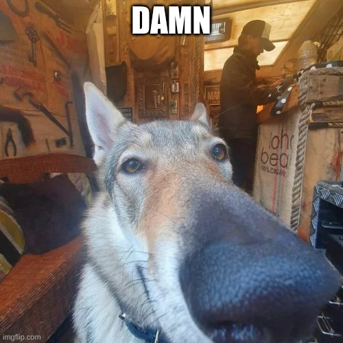 Got Damn Dog | DAMN | image tagged in got damn dog | made w/ Imgflip meme maker