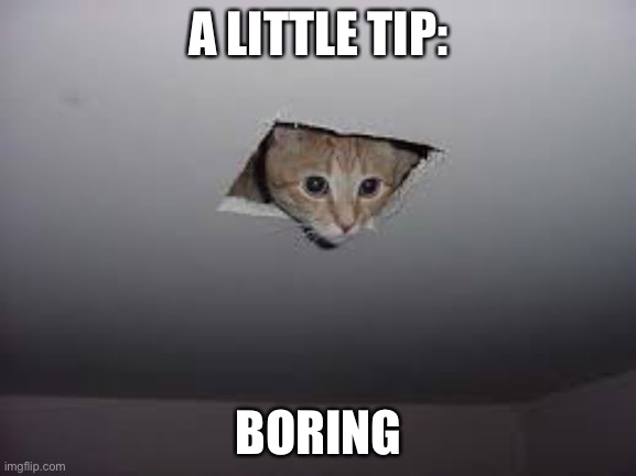 For a powerpoint | A LITTLE TIP:; BORING | image tagged in powerpoint,cat,boring | made w/ Imgflip meme maker