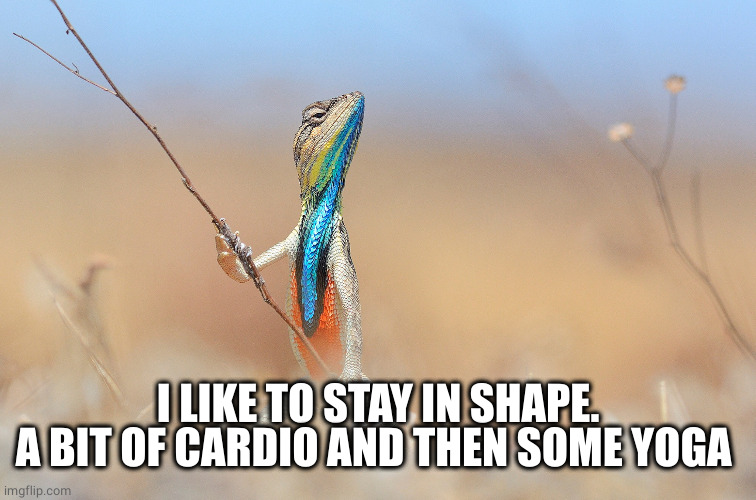 Lizard | I LIKE TO STAY IN SHAPE.
A BIT OF CARDIO AND THEN SOME YOGA | image tagged in lizard | made w/ Imgflip meme maker