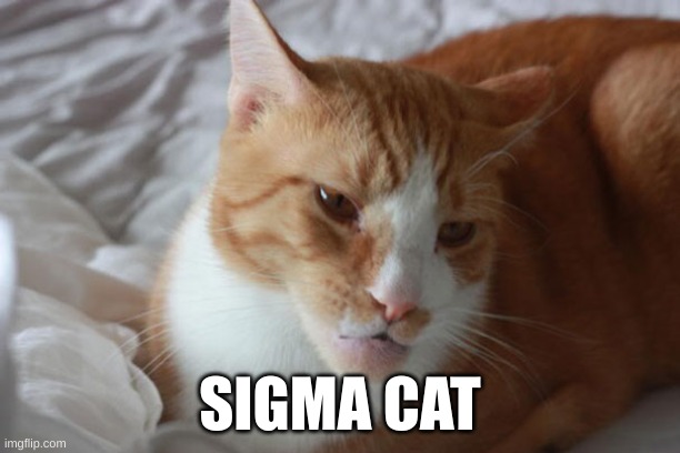 sigma cat | SIGMA CAT | image tagged in cat,sigma | made w/ Imgflip meme maker