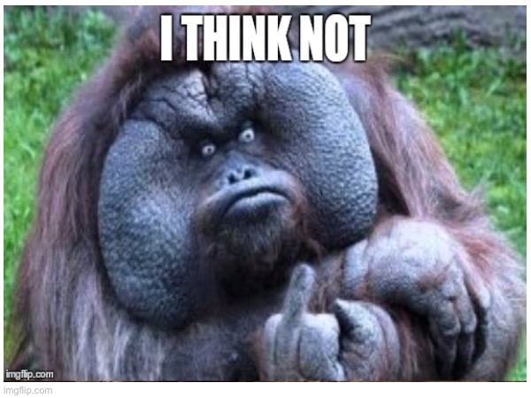 Monkey | image tagged in monkey,it came from the comments,random | made w/ Imgflip meme maker