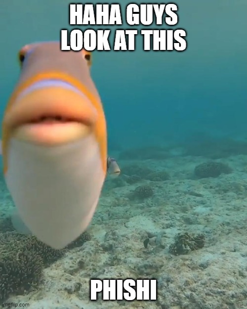 haha phish go brrrrrr | HAHA GUYS LOOK AT THIS; PHISHI | image tagged in staring fish | made w/ Imgflip meme maker