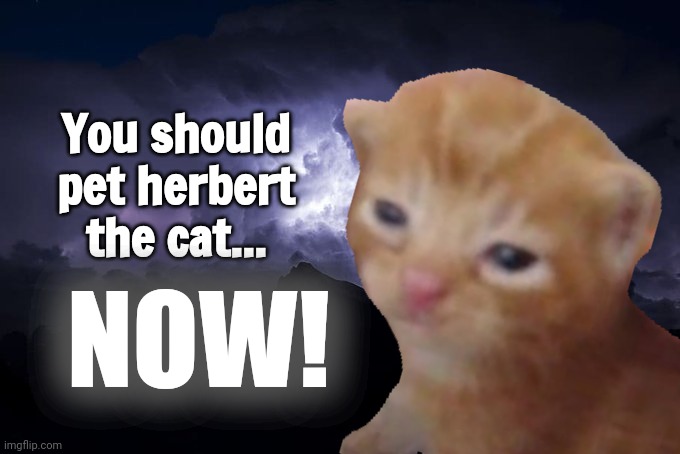 Just dew it. | You should pet herbert the cat... NOW! | image tagged in just dew it,dew it,herbert the cat,cats | made w/ Imgflip meme maker