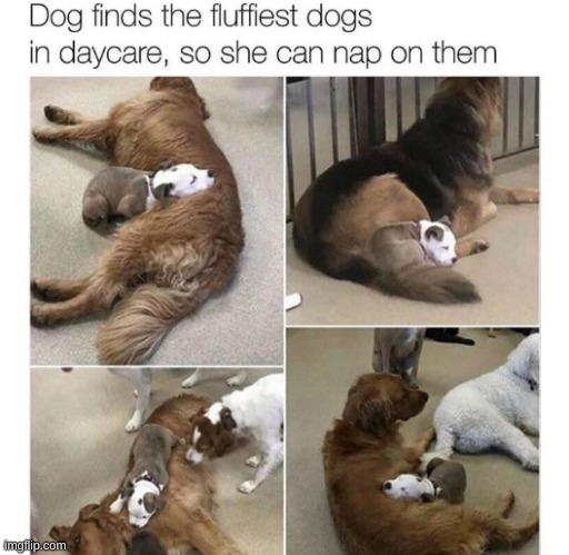 this is wholesome, made me smile | image tagged in cute,dogs | made w/ Imgflip meme maker