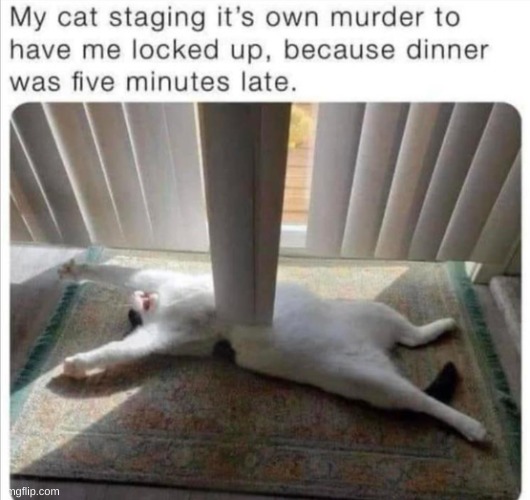 The Tale of the Cat Food Murderer | image tagged in cats | made w/ Imgflip meme maker